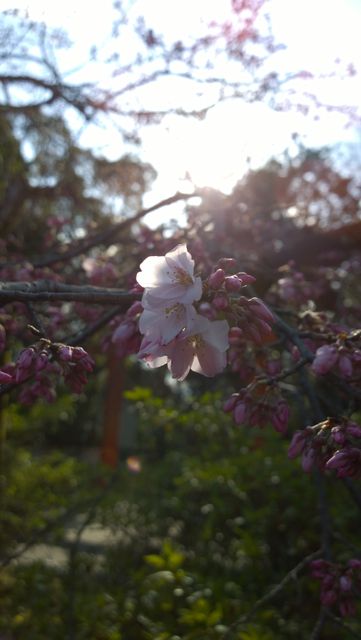 Cherry Blossom in Sunlit Garden - Download Free Stock Photos Pikwizard.com