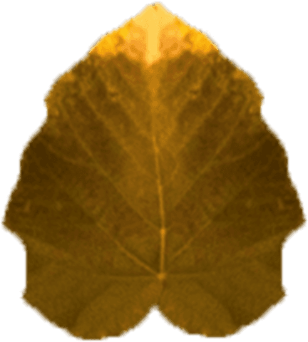 Transparent Dry Green Autumn Leaf with Rich Texture - Download Free Stock Videos Pikwizard.com