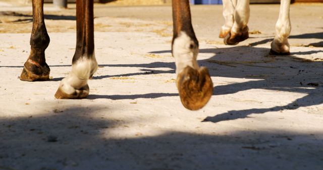 This close-up image captures horse hooves in motion on a dusty ground. It conveys action in an outdoor rural setting, ideal for use in equestrian sports promotions, veterinary care contexts, or nature-themed content.