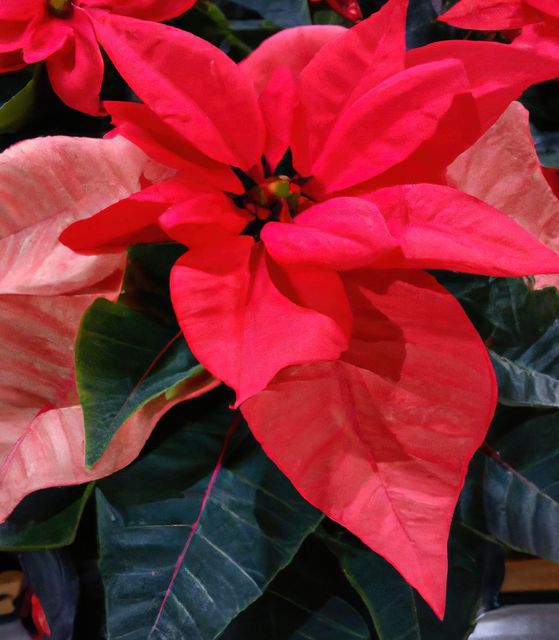 Vibrant red and pink poinsettia plant with detailed foliage. Perfect for use in holiday season promotions, greeting cards, and festive decoration visuals. This image captures the holiday spirit with its bright and cheerful colors, making it ideal for Christmas and seasonal designs.