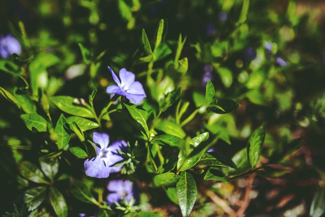 Periwinkle Flowers in Bright Sunlight - Download Free Stock Photos Pikwizard.com