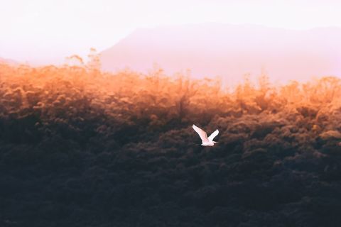 White egret gliding over forest at golden hour with sunset glow and misty hills