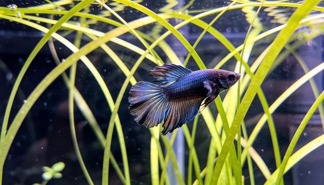 Swimming iridescent betta fish among longleaf vallisneria in aquarium with bubbles