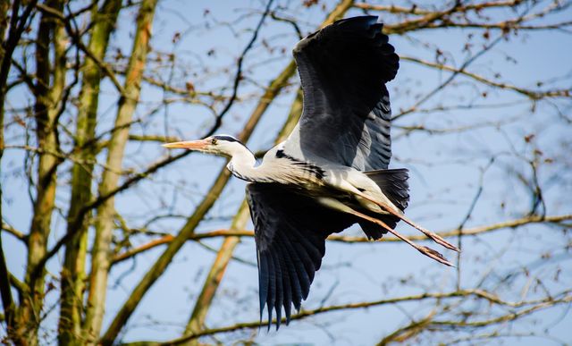 Heron gracefully flying against a clear sky with bare trees in the background. Perfect for nature and wildlife-themed websites, educational content about birds, and environmental conservation campaigns.