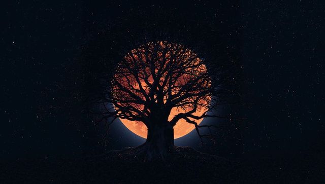 Silhouette of leafless tree against orange full moon