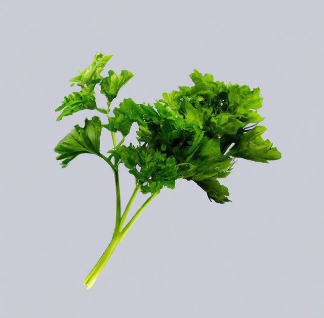 Close up of sprig of green fresh parsley on white background - Download Free Stock Photos Pikwizard.com