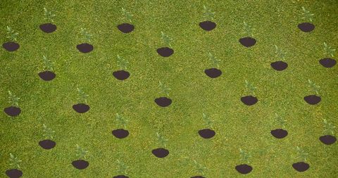 Digital Collage of Young Plants in Grass with Stay Natural Message