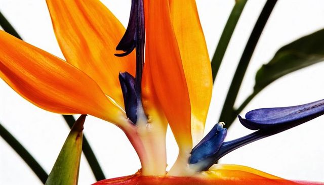 Vivid bird of paradise blossom displaying orange sepals and deep blue petals