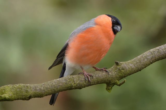 Male Eurasian bullfinch standing on tree branch, displaying bright orange chest and distinctive black cap. Ideal for nature and wildlife articles, bird identification guides, and bird photography collections showcasing European bird species in their natural habitats.