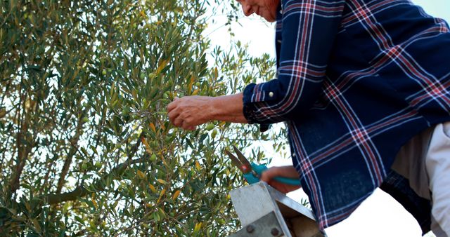 Senior Woman Pruning Olive Tree on Ladder in Garden - Download Free Stock Images Pikwizard.com