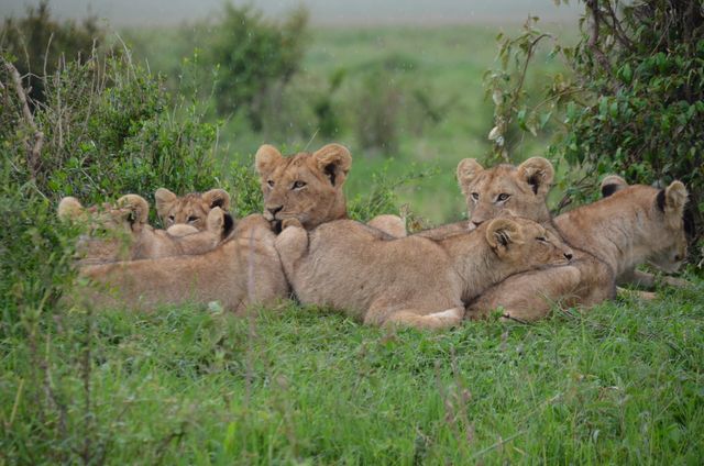 Pack of lion cubs resting together in green African grassland. This vibrant and serene wildlife scene captures young lions laying close to each other, illustrating their social bonds and natural habitat. Useful for themes related to wildlife, safari adventures, animal behavior, nature conservation, and educational material about wildlife. Ideal for use in magazines, websites, blogs, and social media promoting nature and wildlife conservancy.