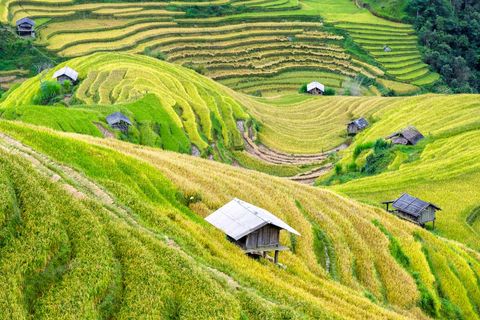 Stunning Aerial View of Lush Rice Terraces and Rustic Huts