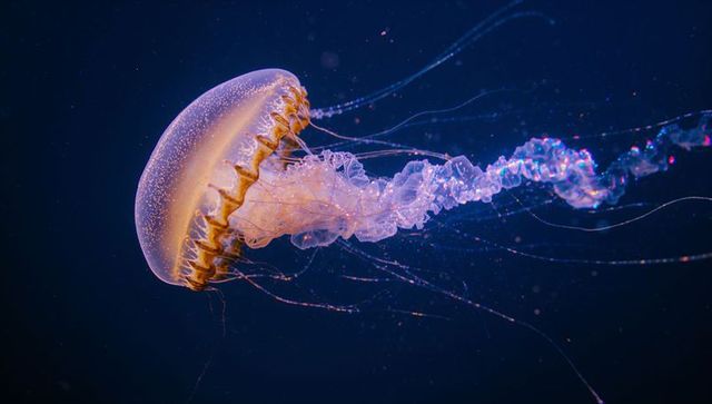 Bioluminescent jellyfish floating in deep ocean with neon tentacles