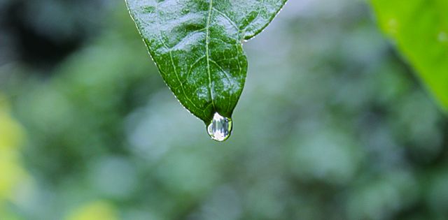 Close-up view of a dew drop hanging from a fresh green leaf with a blurred background. Ideal for use in nature brochures, environmental campaigns, water conservation projects, or wellness and spa advertisements to highlight purity and freshness.