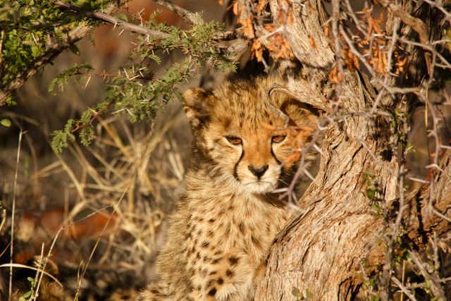 Photo depicting adorable cheetah cub resting next to a tree in the African savanna. Excellent for use in wildlife conservation campaigns, educational materials about African animals, and nature-themed social media posts.