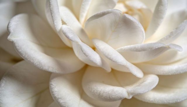 Cream-white velvety blossom macro showing layered soft petals and abstract floral texture