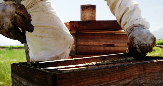 An image of a beekeeper wearing gloves and protective clothing, handling a hive frame outdoors in a field. This can be used for beekeeping and agriculture articles, environmental sustainability campaigns, and educational content about bees and honey production. Ideal for depicting rural lifestyle, natural honey sources, and the importance of pollinators.