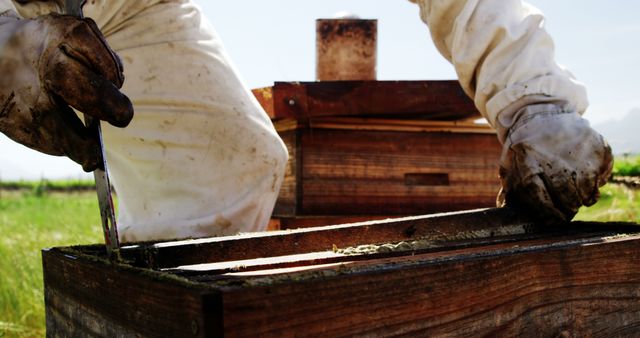 Beekeeper working with hive frame outdoors - Download Free Stock Images Pikwizard.com