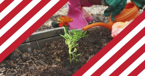 Family Bonding in USA: Gardening on Independence Day