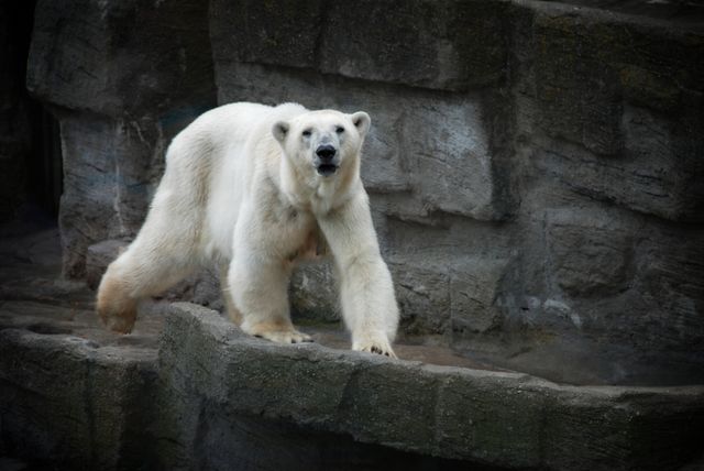 Polar bear stands on rocky platform inside a zoo habitat. Useful for educational materials about wildlife conservation, zoo promotional content, and nature documentaries highlighting polar bears and their environments.