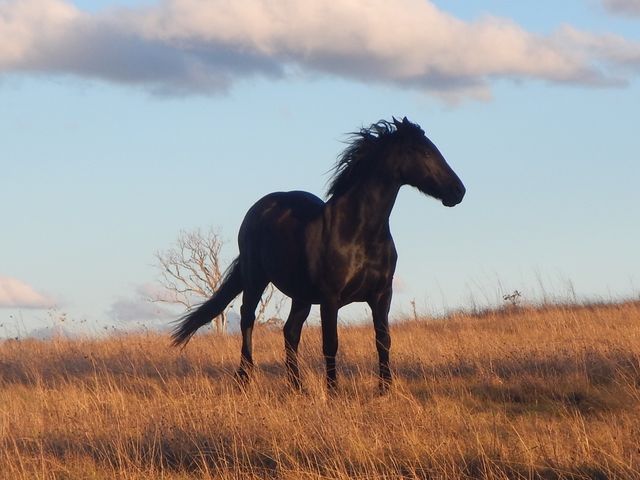 Majestic Black Horse Standing in Grassy Field at Sunset - Download Free Stock Photos Pikwizard.com