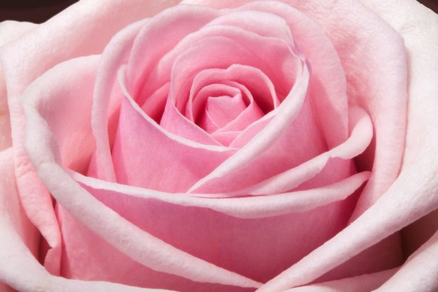 Close-Up of Fresh Blooming Pink Rose - Download Free Stock Photos Pikwizard.com