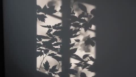 Loopable video of leafy branch shadows swaying across interior wall through window grid