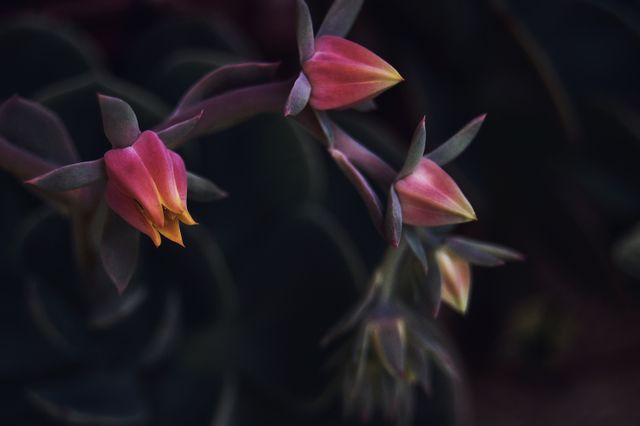 Close-up of exotic succulent flower in bloom during dusk. This detailed image of a blooming flower can be used in gardening blogs, nature magazines, botanical studies, or as an inspirational wall art piece.