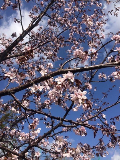 Cherry blossom branches full of pink flowers against a clear blue sky. Ideal for spring-themed projects, nature appreciation visuals, or seasonal marketing materials showcasing the beauty of the outdoors.