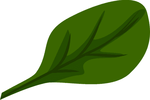 Stylized Herbal Leaf on Transparent Background - Download Free Stock Videos Pikwizard.com