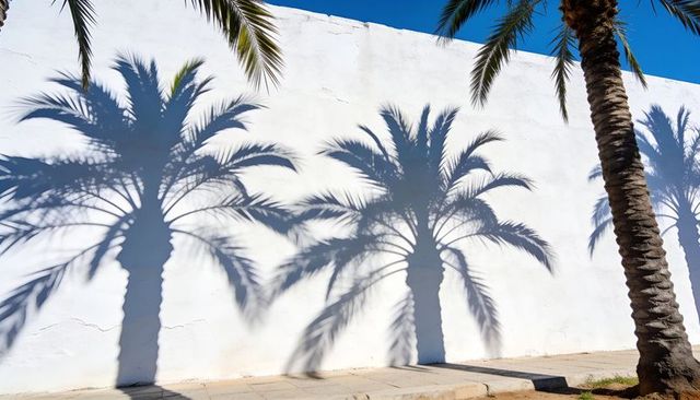 Sunlit palm shadows on white stucco wall with coastal sidewalk and blue sky, urban minimalism