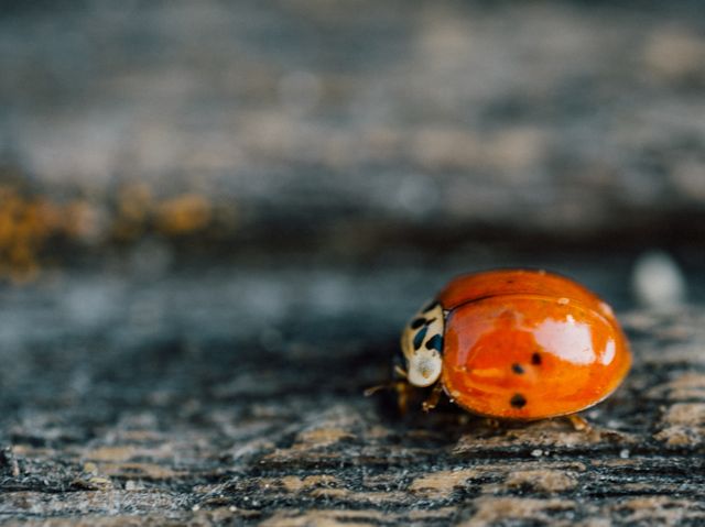 This image shows a close-up of a ladybug with black spots on a wooden surface, highlighting the intricate details and vibrant colors. Ideal for nature-themed projects, educational materials, backgrounds, and insect identification guides, this detailed macro shot can be used to emphasize themes of nature, beauty, and ecology.