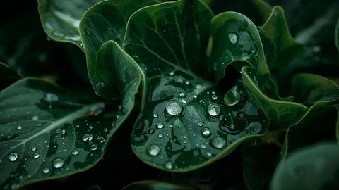 Water Droplets on Lush Green Leaf in Shaded Garden