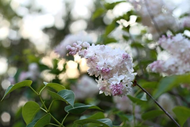 White and pink lilac blossoms blooming close-up with a blurred green background, evoking a sense of spring and natural beauty. Ideal for nature-themed projects, floral prints, gardening magazines, or any creative use highlighting tranquility and blossoming seasons.