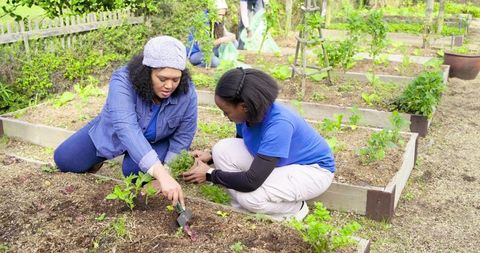 Volunteers planting seedlings in raised beds at community garden, teamwork and green living