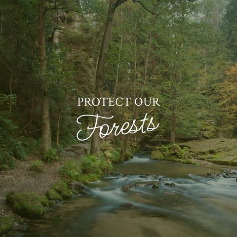 serene river flowing through lush green forest trees - Download Free Stock Templates Pikwizard.com