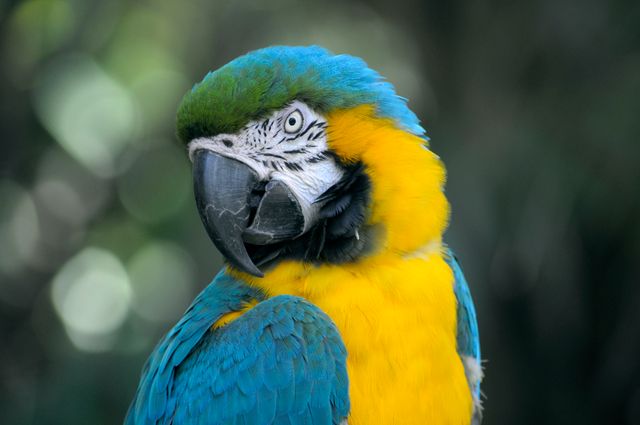 Perfect for use in nature documentaries, educational content about wildlife, or promotional materials for tropical destinations and bird sanctuaries. This image highlights the intricate details of the macaw's feathers and can also be used in pet care articles or avian biology studies.