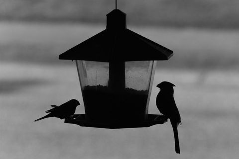 Silhouette of birds feeding at bird feeder