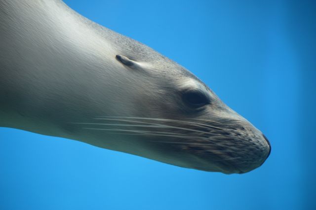 Close-up of a sea lion swimming underwater, showcasing its sleek form and natural habitat. Ideal for use in wildlife documentaries, educational materials on marine biology, ocean conservation campaigns, and animal behavior studies.
