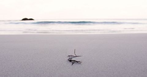 Close-Up of Dry Twig on Serene Sandy Beach at Sunrise - Download Free Stock Images Pikwizard.com