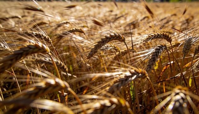 Golden barley heads bending in backlit field with glowing awns and warm sunset tones