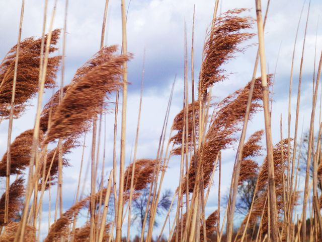 Dry reeds blowing in wind, set against a cloudy sky. Ideal for nature, relaxation themes, environmental projects, background images for websites, or presentations.
