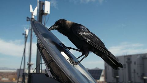 Hooded crow perching and pecking satellite dish on urban rooftop with antennas and cables