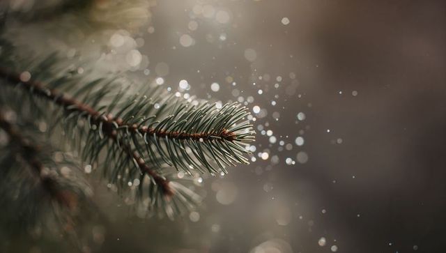 Conifer twig glinting with dewdrops and bokeh light orbs, macro evergreen seasonal detail