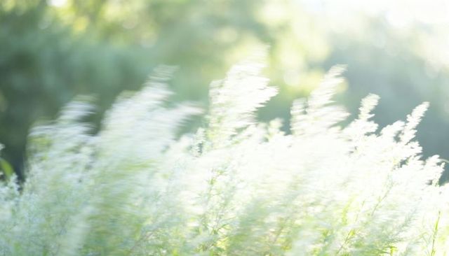 Swaying sunlit feathery grasses creating soft bokeh glow and motion blur for summer backgrounds