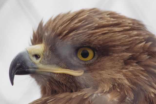 Close-up of Majestic Eagle's Head with Sharp Beak and Intense Yellow Eye - Download Free Stock Photos Pikwizard.com