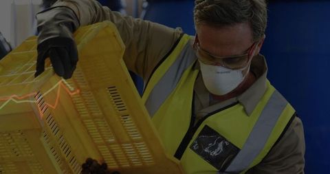 Warehouse Worker Sorting Grapes with Personal Protective Equipment