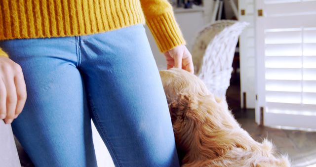 Person Wearing Yellow Sweater Petting Dog Indoors - Download Free Stock Images Pikwizard.com