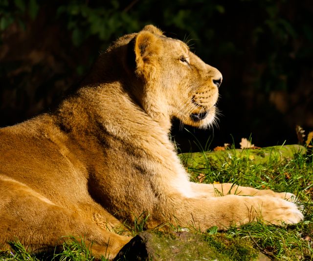 Lioness resting on grass, illuminated by sunlight, appears peaceful and majestic. Can be used in educational content, wildlife documentaries, nature blogs, and animal conservation campaigns.