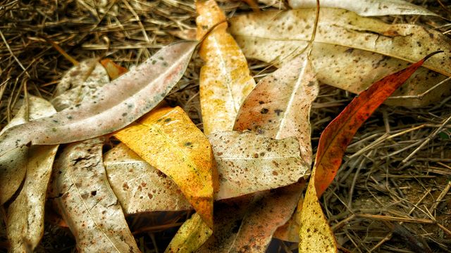 This image of dried leaves scattered on the ground highlights natural patterns and autumn colors, making it ideal for seasonal and nature-related projects. It can be used in backgrounds, presentations, blogs, and social media posts to evoke an autumnal atmosphere.